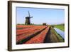 Red Tulip Fields and Blue Sky Frame the Windmill in Spring, Netherlands-Roberto Moiola-Framed Photographic Print