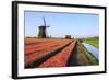 Red Tulip Fields and Blue Sky Frame the Windmill in Spring, Netherlands-Roberto Moiola-Framed Photographic Print