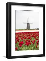 Red Tulip Fields Frame the Windmill in Spring, Berkmeer, Koggenland, North Holland, Netherlands-Roberto Moiola-Framed Photographic Print