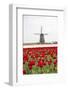 Red Tulip Fields Frame the Windmill in Spring, Berkmeer, Koggenland, North Holland, Netherlands-Roberto Moiola-Framed Photographic Print