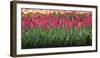 Red Tulip Flower Bed in Holland-Anna Miller-Framed Photographic Print