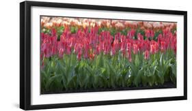 Red Tulip Flower Bed in Holland-Anna Miller-Framed Photographic Print