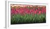 Red Tulip Flower Bed in Holland-Anna Miller-Framed Photographic Print