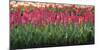 Red Tulip Flower Bed in Holland-Anna Miller-Mounted Photographic Print