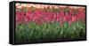 Red Tulip Flower Bed in Holland-Anna Miller-Framed Stretched Canvas