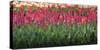 Red Tulip Flower Bed in Holland-Anna Miller-Stretched Canvas