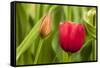 Red Tulip Flower-Richard T. Nowitz-Framed Stretched Canvas