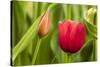 Red Tulip Flower-Richard T. Nowitz-Stretched Canvas