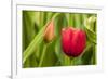 Red Tulip Flower-Richard T. Nowitz-Framed Photographic Print