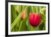 Red Tulip Flower-Richard T. Nowitz-Framed Photographic Print