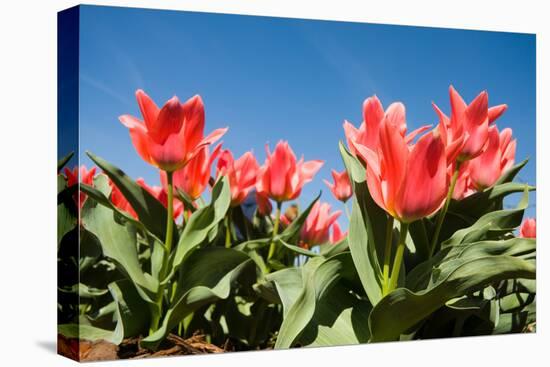 Red Tulip Flowers in Sunny Park on Blue Sky-olechowski-Stretched Canvas