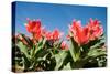 Red Tulip Flowers in Sunny Park on Blue Sky-olechowski-Stretched Canvas