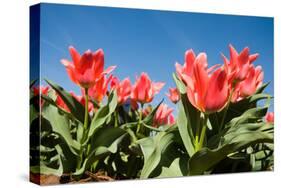 Red Tulip Flowers in Sunny Park on Blue Sky-olechowski-Stretched Canvas