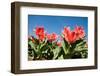 Red Tulip Flowers in Sunny Park on Blue Sky-olechowski-Framed Photographic Print