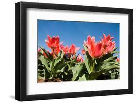 Red Tulip Flowers in Sunny Park on Blue Sky-olechowski-Framed Photographic Print