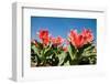 Red Tulip Flowers in Sunny Park on Blue Sky-olechowski-Framed Photographic Print