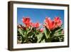 Red Tulip Flowers in Sunny Park on Blue Sky-olechowski-Framed Photographic Print