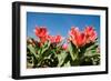 Red Tulip Flowers in Sunny Park on Blue Sky-olechowski-Framed Photographic Print