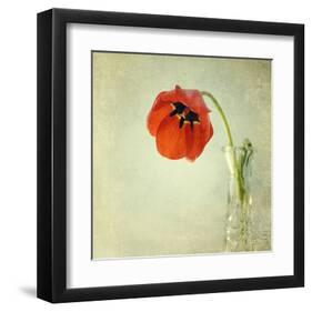 Red Tulip I-Judy Stalus-Framed Art Print