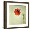 Red Tulip I-Judy Stalus-Framed Art Print