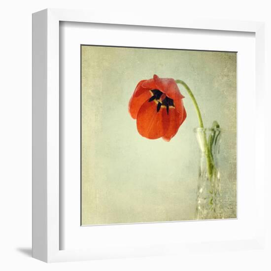 Red Tulip I-Judy Stalus-Framed Art Print