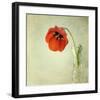 Red Tulip I-Judy Stalus-Framed Art Print