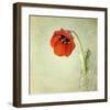 Red Tulip I-Judy Stalus-Framed Art Print