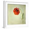 Red Tulip I-Judy Stalus-Framed Art Print