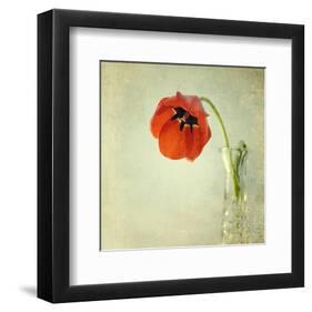 Red Tulip I-Judy Stalus-Framed Art Print