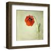 Red Tulip I-Judy Stalus-Framed Art Print