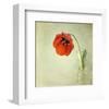 Red Tulip I-Judy Stalus-Framed Art Print