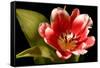 Red Tulip I-Renee W. Stramel-Framed Stretched Canvas