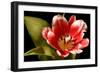 Red Tulip I-Renee W. Stramel-Framed Art Print