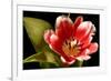 Red Tulip I-Renee W. Stramel-Framed Art Print