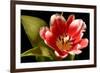 Red Tulip I-Renee W. Stramel-Framed Art Print