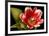 Red Tulip I-Renee W. Stramel-Framed Art Print