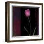 Red Tulip II-Rick Filler-Framed Giclee Print