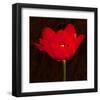 Red Tulip II-Christine Zalewski-Framed Art Print