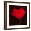 Red Tulip II-Christine Zalewski-Framed Art Print