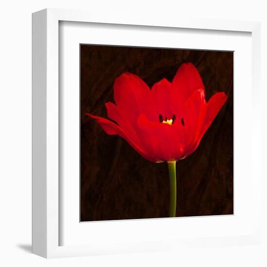 Red Tulip II-Christine Zalewski-Framed Art Print