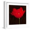 Red Tulip II-Christine Zalewski-Framed Art Print