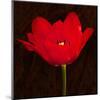 Red Tulip II-Christine Zalewski-Mounted Art Print