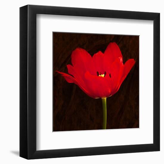 Red Tulip II-Christine Zalewski-Framed Art Print