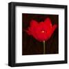 Red Tulip II-Christine Zalewski-Framed Art Print