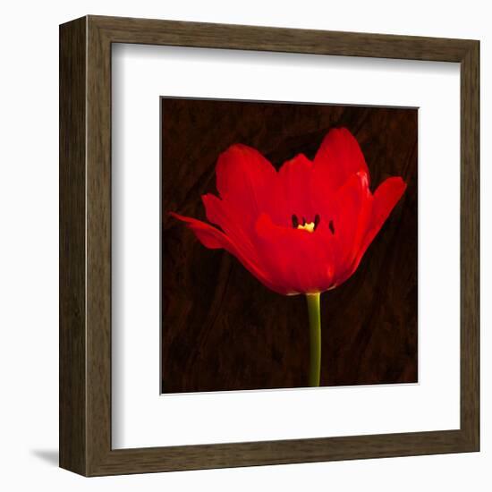 Red Tulip II-Christine Zalewski-Framed Art Print