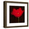 Red Tulip II-Christine Zalewski-Framed Art Print