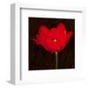 Red Tulip II-Christine Zalewski-Framed Art Print