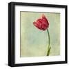 Red Tulip II-Judy Stalus-Framed Art Print