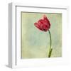 Red Tulip II-Judy Stalus-Framed Art Print