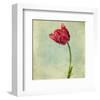 Red Tulip II-Judy Stalus-Framed Art Print